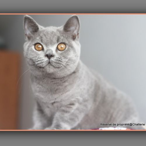 Chaton british shorthair bleu #3