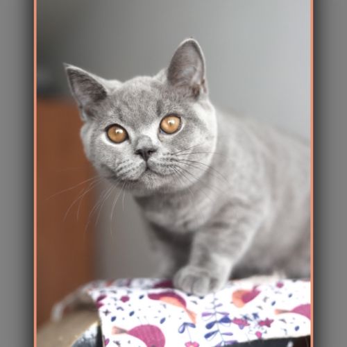 Chaton british shorthair bleu #4