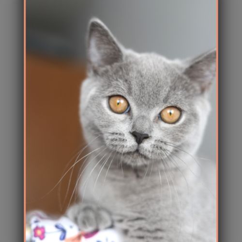 Chaton british shorthair bleu #5