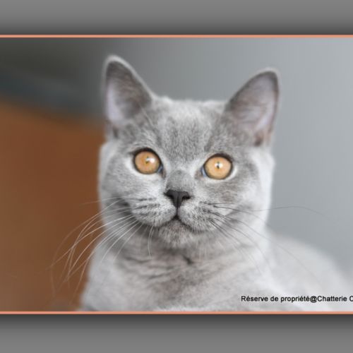 Chaton british shorthair bleu #6