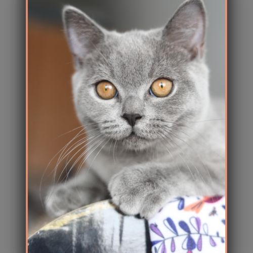 Chaton british shorthair bleu #7