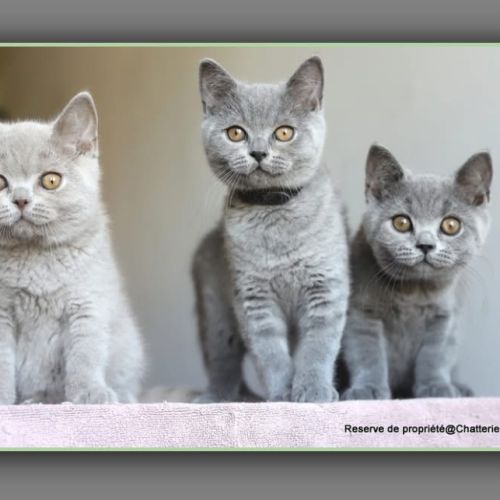 Chaton british shorthair bleu #2