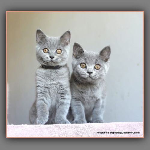 Chaton british shorthair bleu #3