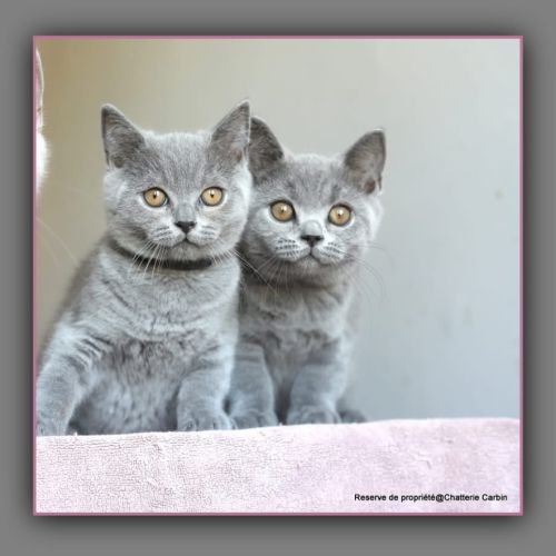 Chaton british shorthair bleu #4