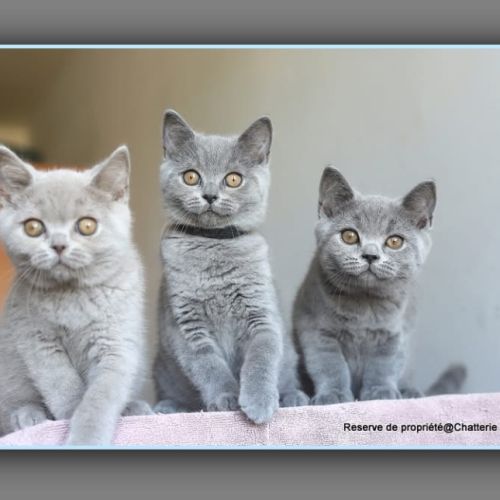 Chaton british shorthair bleu #5