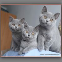 Chaton british shorthair bleu