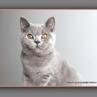 Chaton british shorthair bleu