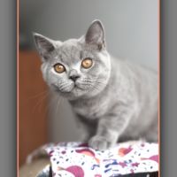 Chaton british shorthair bleu #4