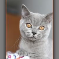Chaton british shorthair bleu #5