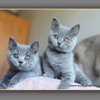 Chaton british shorthair bleu #0