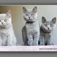 Chaton british shorthair bleu #2