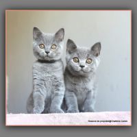 Chaton british shorthair bleu #3
