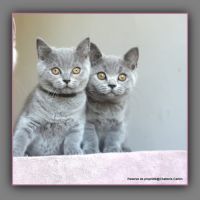Chaton british shorthair bleu #4