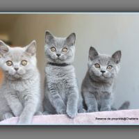 Chaton british shorthair bleu #5