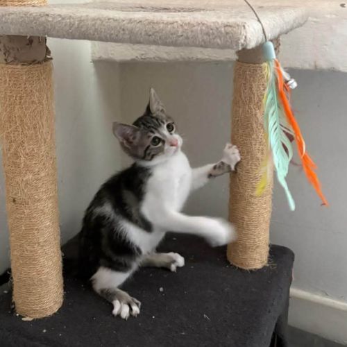 Ferdinand, joli chaton à l'adoption