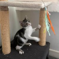 Ferdinand, joli chaton à l'adoption