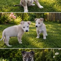 A réserver chiot husky croise boxer
