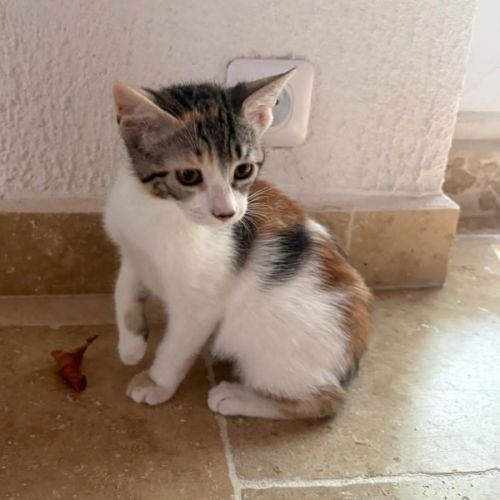 Trinité, jolie minette à l'adoption