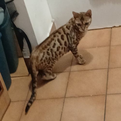 Magnifique femelle bengal