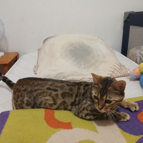 Magnifique femelle bengal #2
