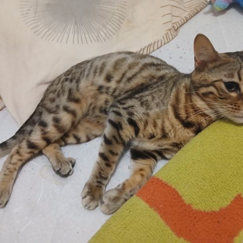 Magnifique femelle bengal #3