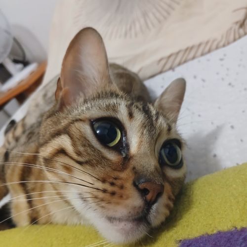 Magnifique femelle bengal #4