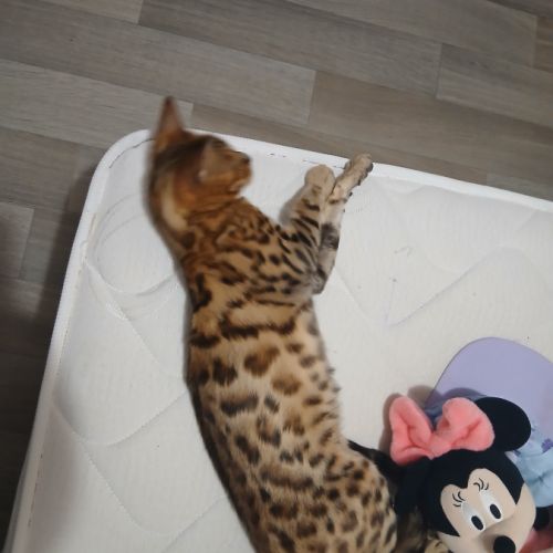 Magnifique femelle bengal #6