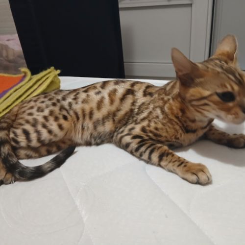 Magnifique femelle bengal #7
