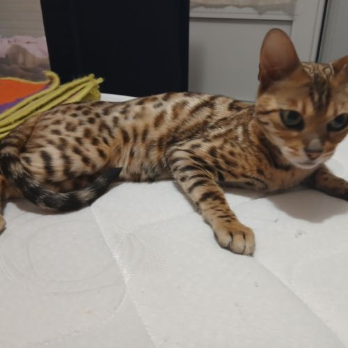 Magnifique femelle bengal #8