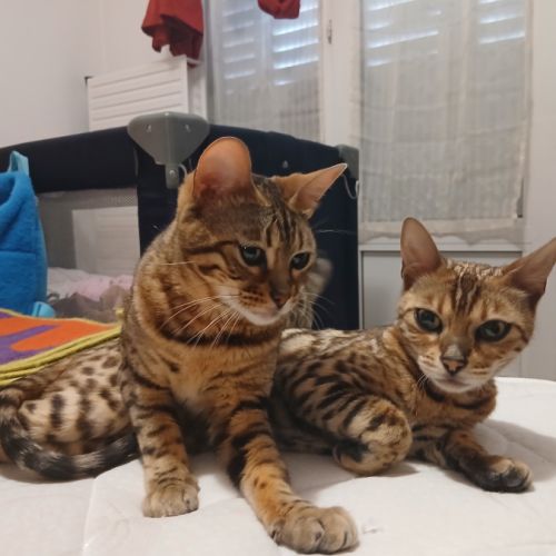 Magnifique femelle bengal #9