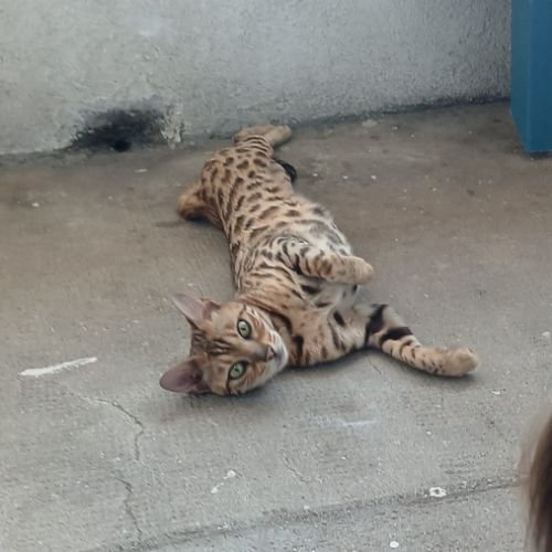 Magnifique femelle bengal #10