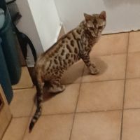 Magnifique femelle bengal