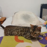 Magnifique femelle bengal #2