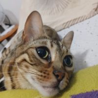 Magnifique femelle bengal #4