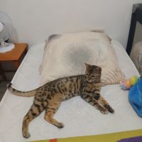 Magnifique femelle bengal #5