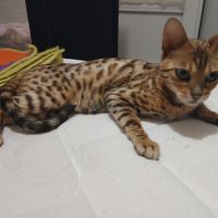 Magnifique femelle bengal #8