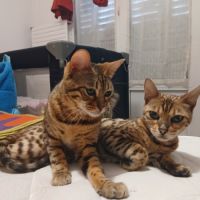Magnifique femelle bengal #9