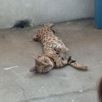Magnifique femelle bengal #10