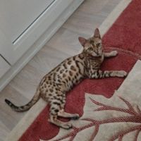 Magnifique femelle bengal