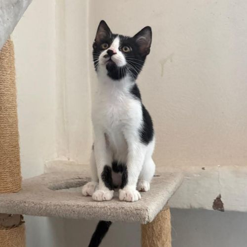 Augustin, joli chaton a l'adoption