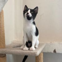 Augustin, joli chaton a l'adoption