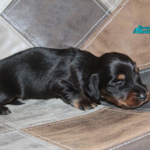 Magnifique chiots teckels poil long #1