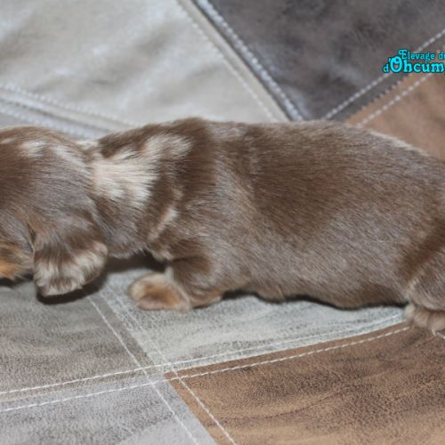 Magnifique chiots teckels poil long #4