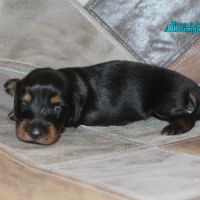 Magnifique chiots teckels poil long #2