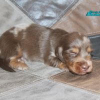 Magnifique chiots teckels poil long