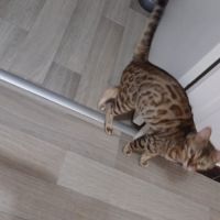 Adorable femelle bengal ocicat #1
