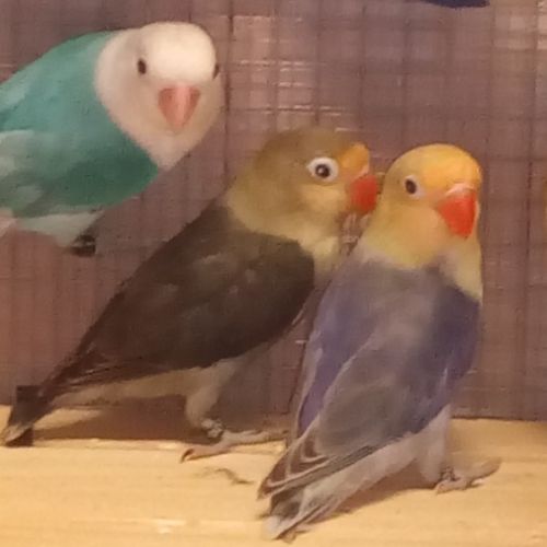 Inseparables de fischer