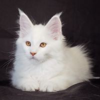 Bowie – mâle red silver shaded
