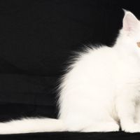 Bowie – mâle red silver shaded #6