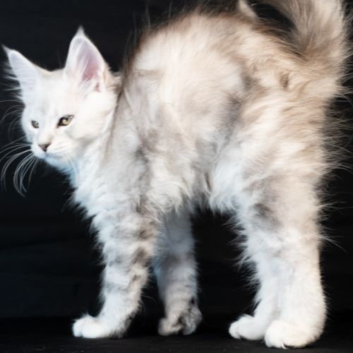 Blue - male black silver blotched tabby #1